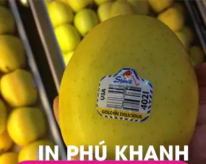 100 con Decal giấy