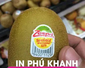 100 con Decal giấy