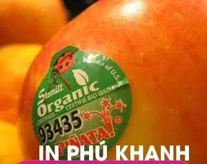 100 con Decal giấy