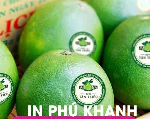 100 con Decal giấy