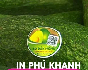 100 con Decal giấy